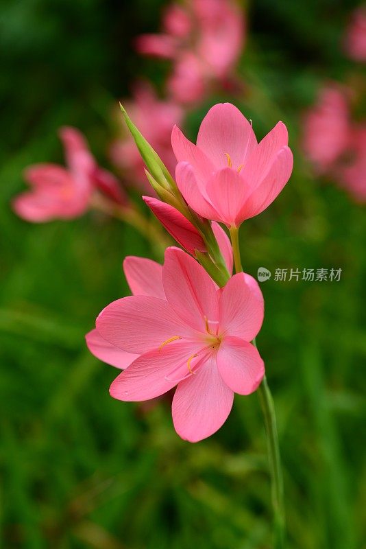 Schizostylis Coccinea,“日出”。英国